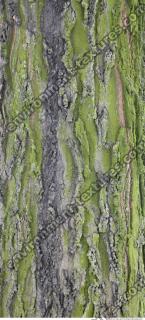 Tree Bark 0001